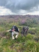 Whole apartment nestled within the Brown Clee Hill