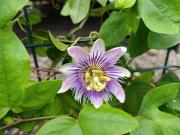 Maracuyá Garden Casa