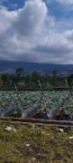 Top Lembang
