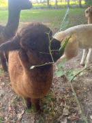 Appartement lumineux et chaleureux avec piscine estivale Appartement lumineux et chaleureux avec piscine estivale