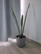 Top Santiago Top Santiago