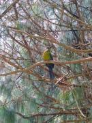 Lodge Kumbre Santa Elena Bosque Privado