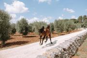 Top Ostuni