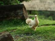 ตั้วบ้านดิน Tuabaandin