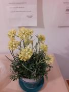 Top Salerno Top Salerno