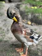 Top Szczytna Top Szczytna