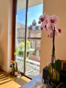 Central London Designer Room with Balcony Elevator