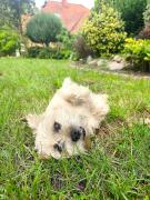 Top Syców Top Syców