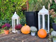 Top Syców Top Syców