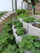 Alpennelke family apartment