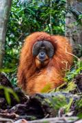 Top Bukit Lawang