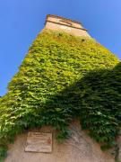 Top La Roquebrussanne