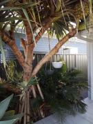 Top Yamba