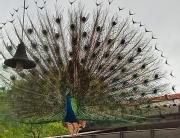 Ayu Kataragama