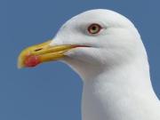 Casa do Mar - Familiar T3 Duplex - Terraço - Central