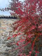 Top CastellʼArquato