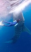 Whaleshark open trip