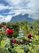 ม่อนหมอกเชียงดาว