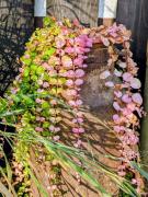 Top Kaczkowo Top Kaczkowo