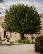 Top San Nicola Manfredi