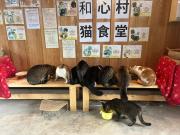 和心村ー古民家とグランピングと自然森山川海