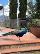 Top Greve in Chianti