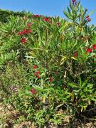 Top Saint-Georges-de-Luzençon