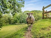 5 Bed in Newchurch IC069