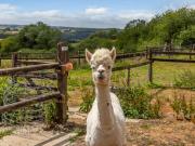 3 Bed in South Molton 78305