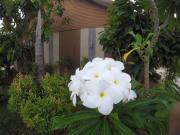 Top Ban Khlong Hae Top Ban Khlong Hae