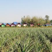 Top Ban Pong Chang Thaeng