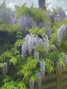 Top Vaudricourt Top Vaudricourt