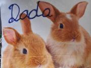 IL Paradiso potok akva park IL Paradiso potok akva park