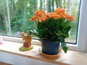 Gîte LEsquirol Gîte LEsquirol