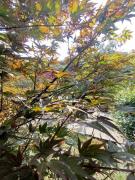 Top Curino Top Curino