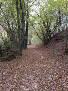 Top Curino Top Curino