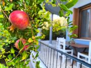 Katerinas Family House