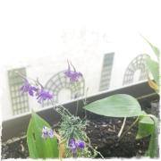 Lacadémie de Clémence, Guest House Paris-Roland-Garros