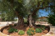 Top Ostuni