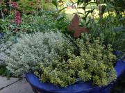 Top Herdwangen-Schönach