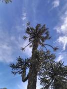 Top Curarrehue Top Curarrehue