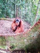 Top Bukit Lawang