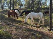 Top Tarrés Top Tarrés