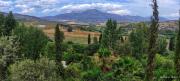 Top Coín