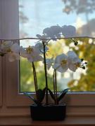 Top Neuburg an der Donau