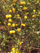 Green Escape -Eco Chakvi