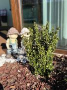 Apartmán Lomničák