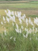 Top Cao Phong Top Cao Phong