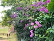 Top Buôn Du Enguôl