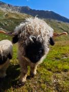 Top Naters Top Naters